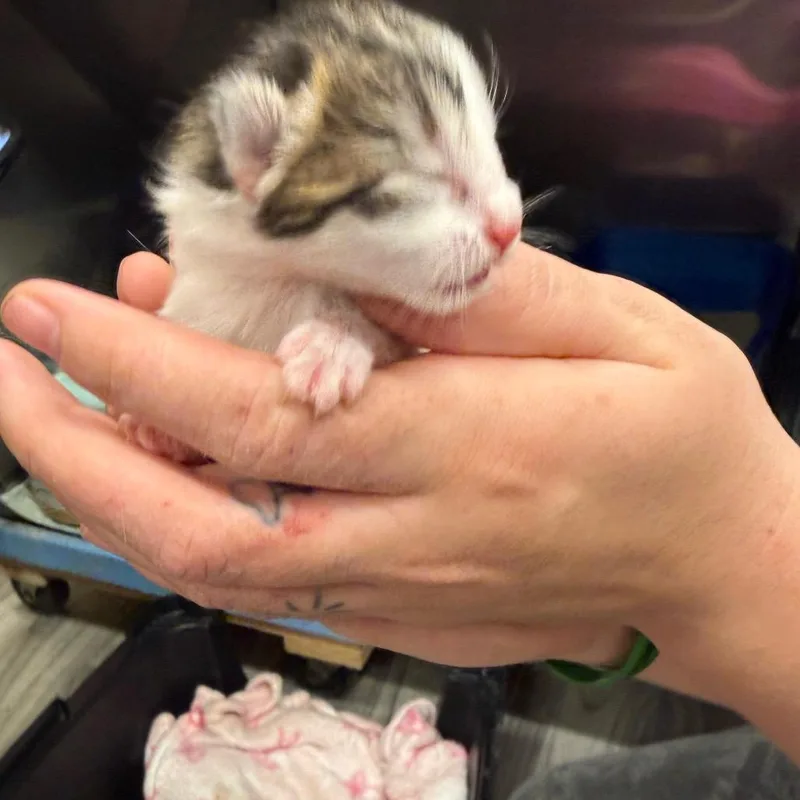 A baby small-sized female White Domestic Short Hair cat named El for adoption in Lake Panasoffkee, FL
