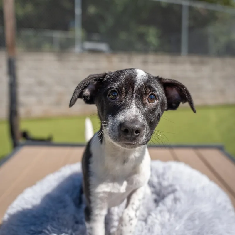 A baby medium-sized male Terrier dog named Chino for adoption in Gainesville, GA