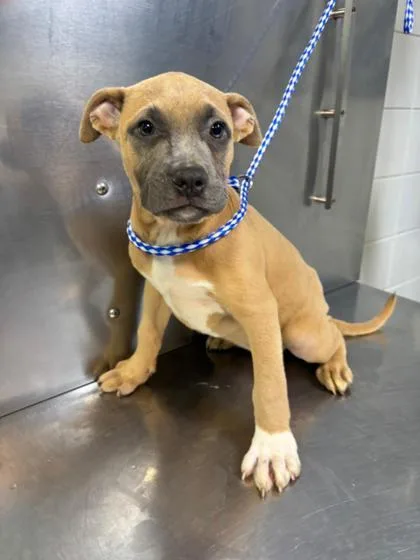 A baby medium-sized female Mixed Breed dog named Yabbadabbadoo Berry  D for adoption in West Chester, PA
