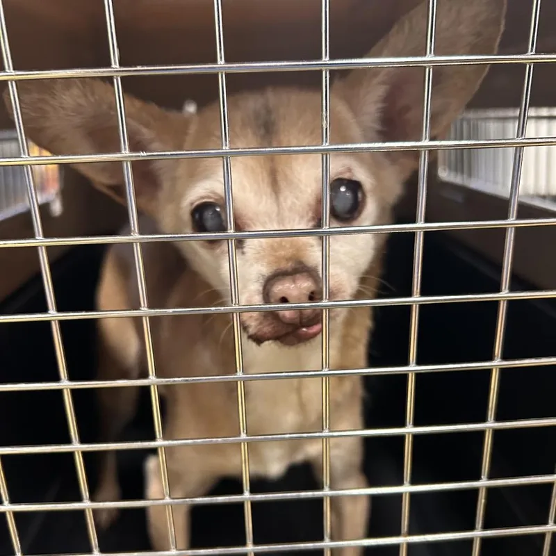 A senior small-sized male Brown / Chocolate Chihuahua dog named Sam for adoption in Tunkhannock, PA