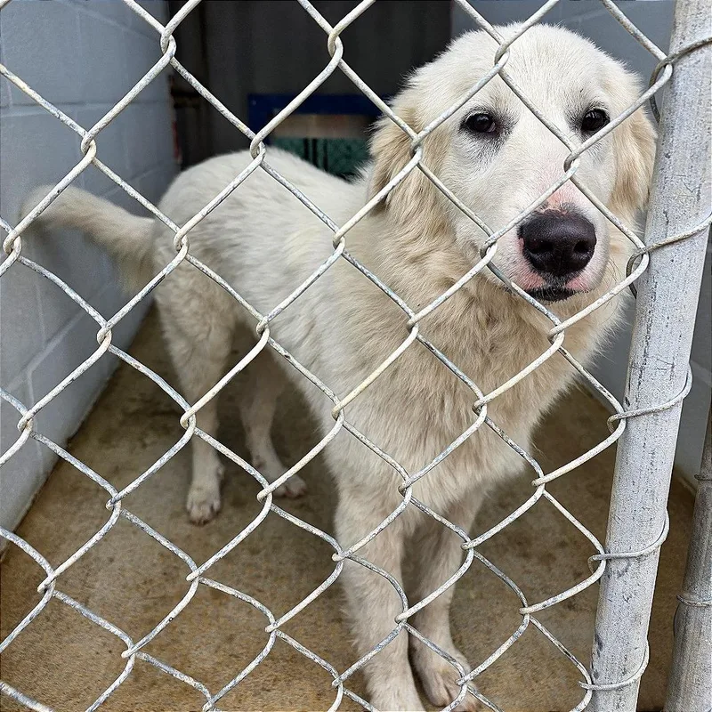 A young large-sized female White / Cream Great Pyrenees dog named Pressley Fka Snowflake for adoption in Denison, TX
