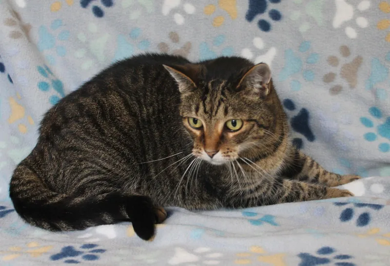 An adult medium-sized female Tabby cat named Minnie Mae for adoption in Prattville, AL