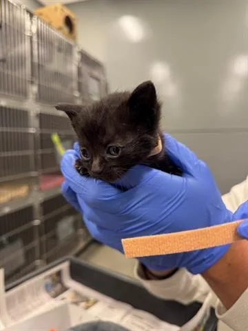 A baby small-sized female Domestic Short Hair cat named Jasmine for adoption in San Martin, CA