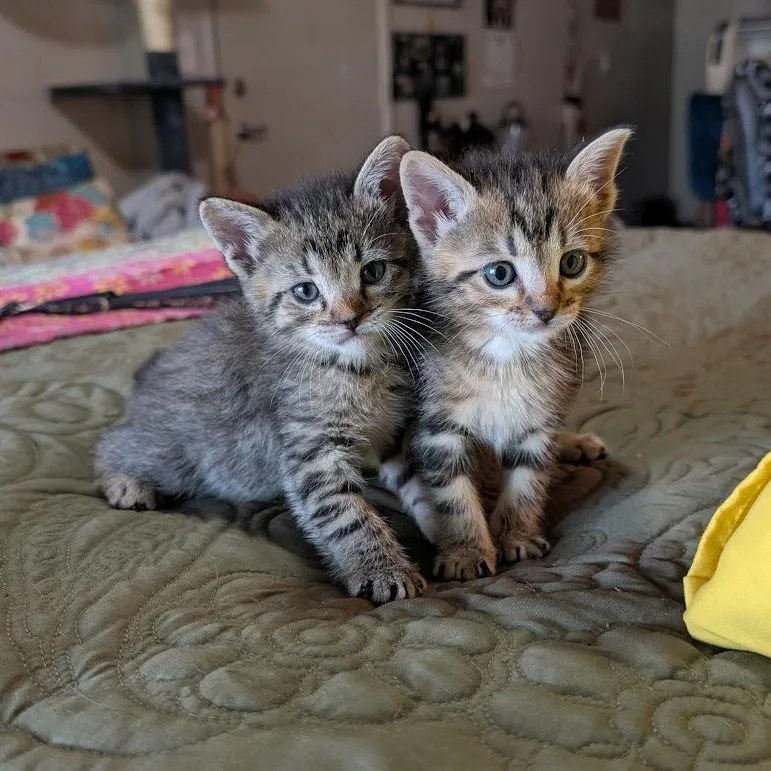 A baby medium-sized female Tabby (Brown / Chocolate) Domestic Short Hair cat named Ash for adoption in Midvale, UT