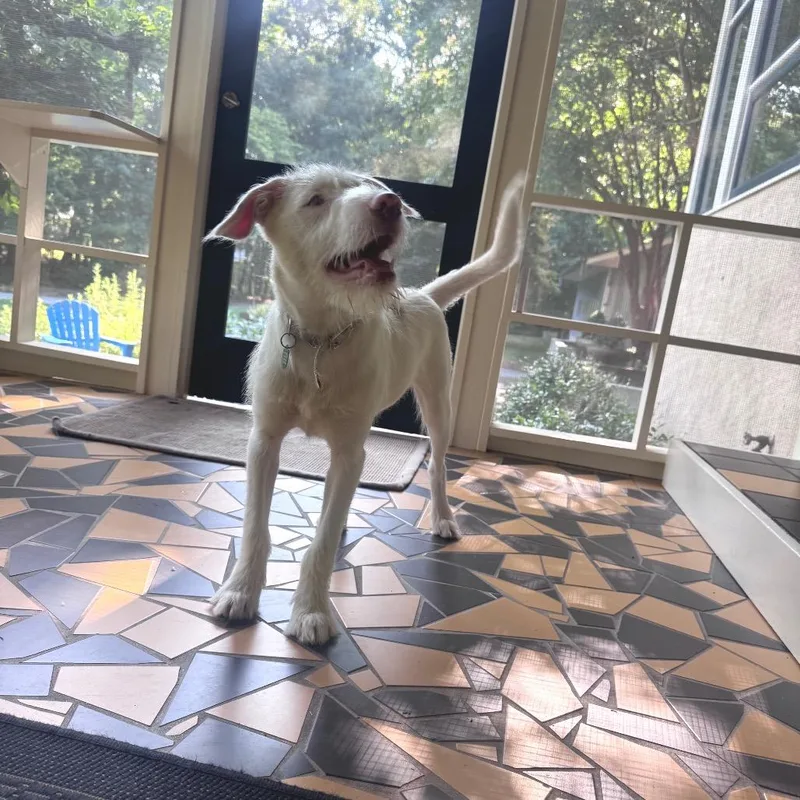 A baby medium-sized female White / Cream Mixed Breed dog named Mayberry for adoption in Durham, NC
