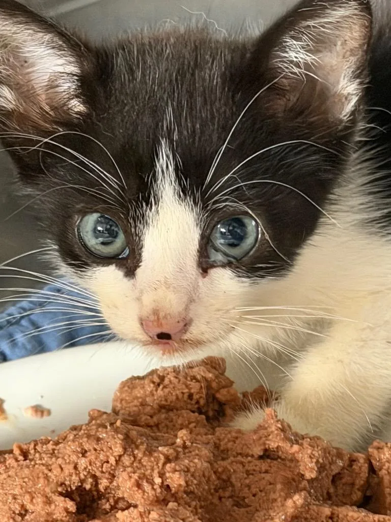 A baby small-sized male Tuxedo cat named Freckle for adoption in Brookhaven, MS