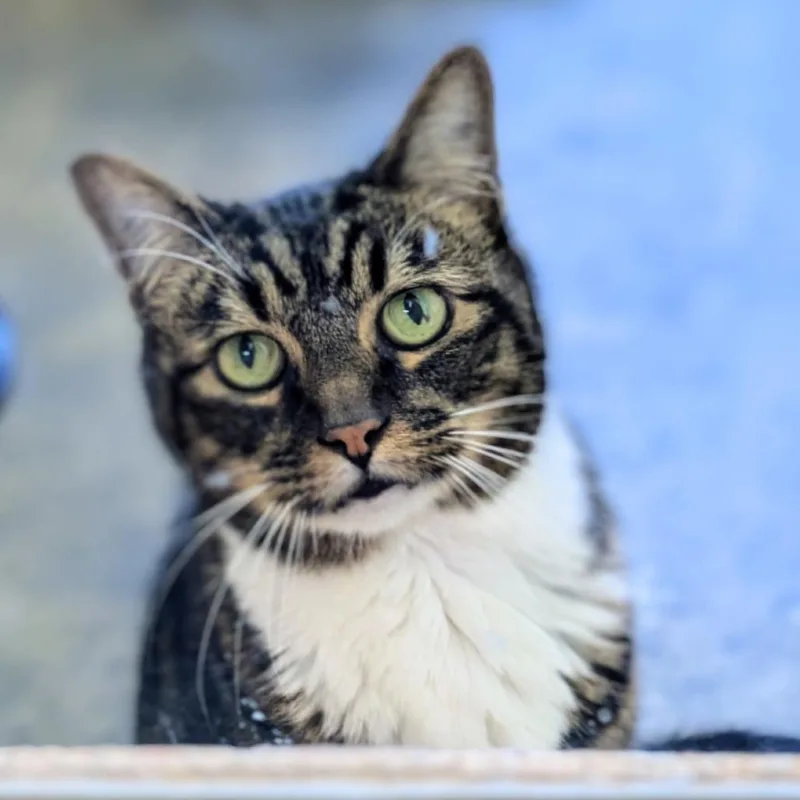 A senior medium-sized male Brown / Chocolate Domestic Short Hair cat named Alvin for adoption in Los Angeles, CA