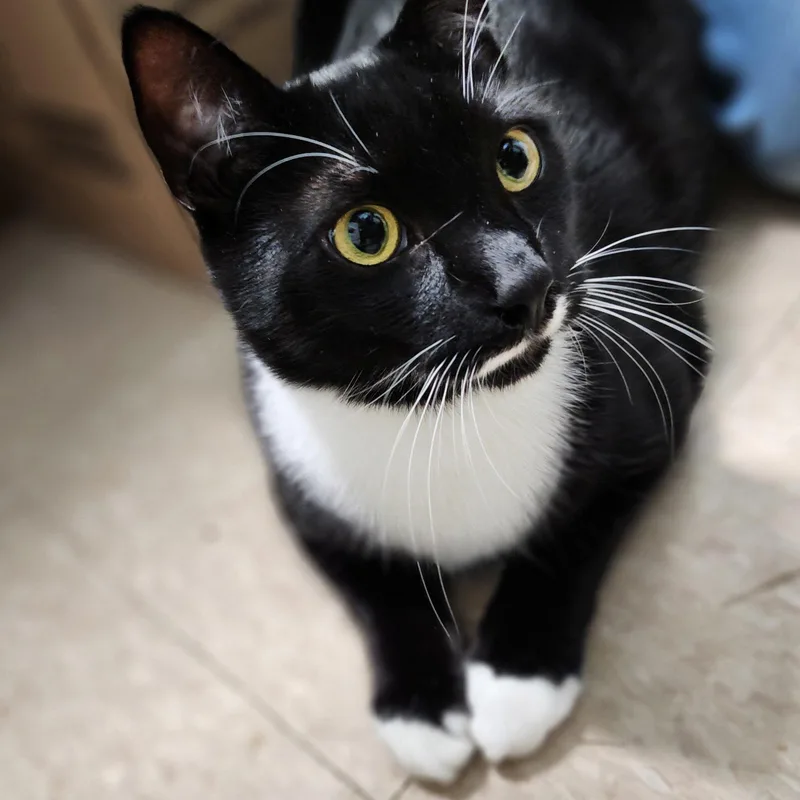 Habanero thumbnail 3