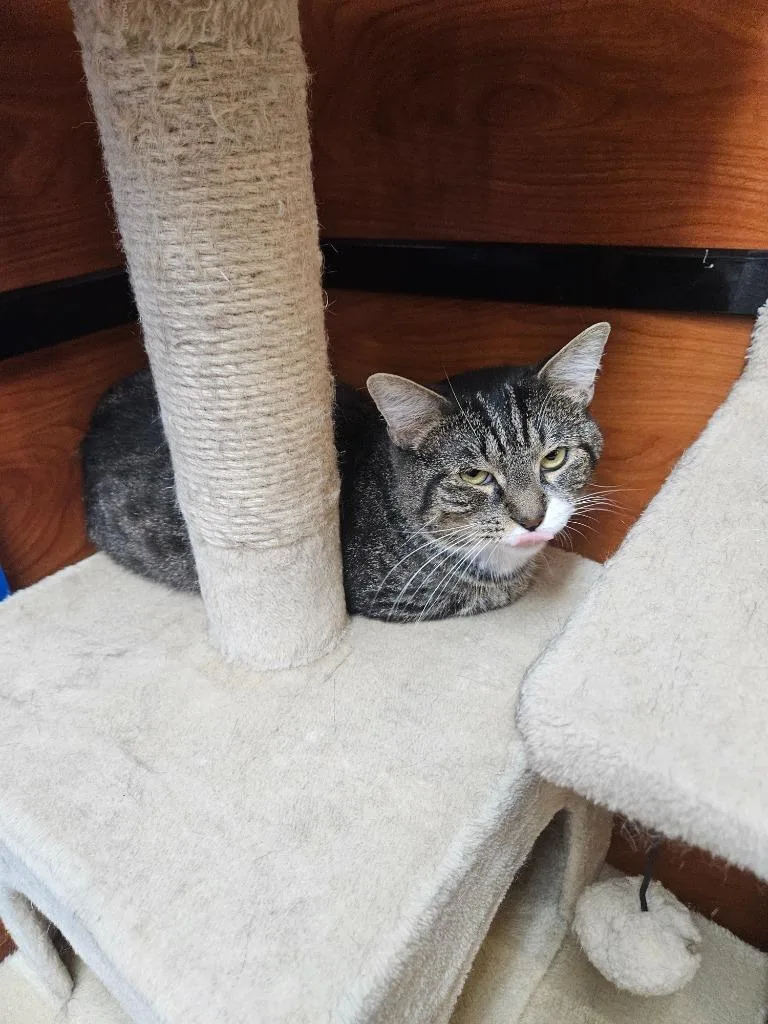 A young large-sized male Domestic Short Hair cat named Shadow for adoption in Manchester, TN