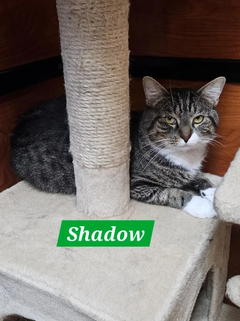 Shadow thumbnail 4