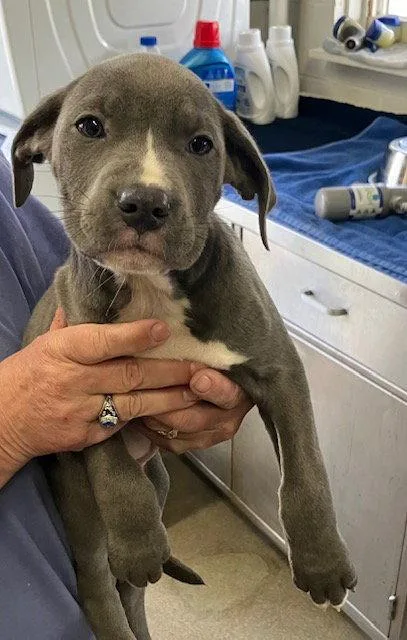 Crickets  Months Female