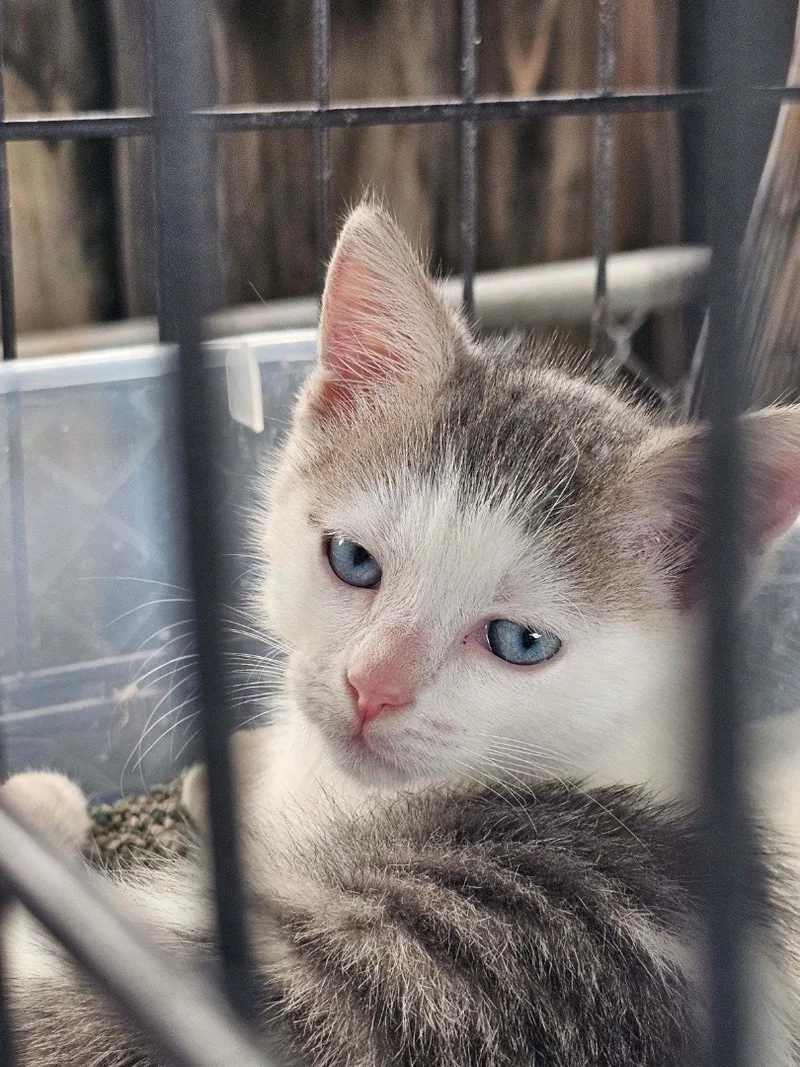 A baby medium-sized female Calico Domestic Short Hair cat named Autumn for adoption in Palm City, FL