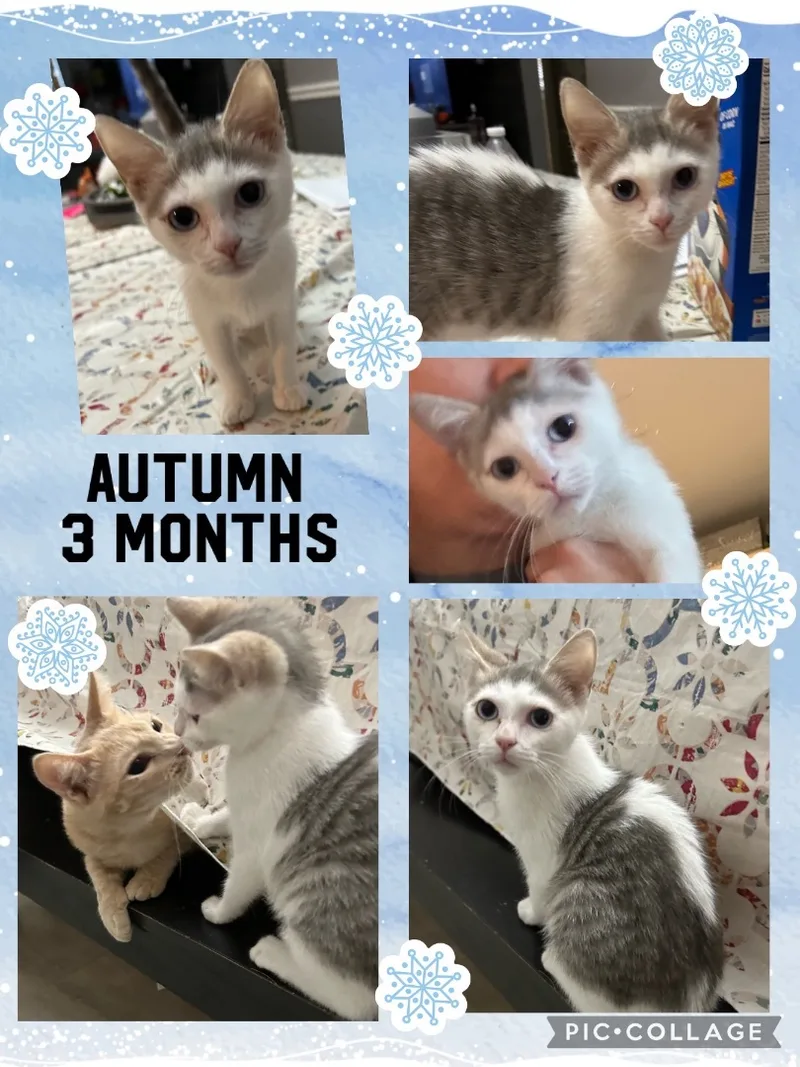 Autumn thumbnail 6