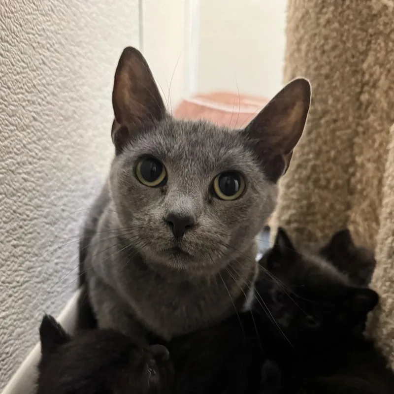 An adult medium-sized female Gray / Blue / Silver Domestic Short Hair cat named Punctuation for adoption in Pekin, IL
