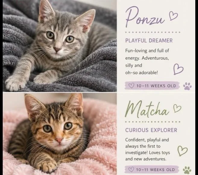 A baby medium-sized male Tabby (Gray / Blue / Silver) Tabby cat named Ponzu for adoption in Pickerington, OH