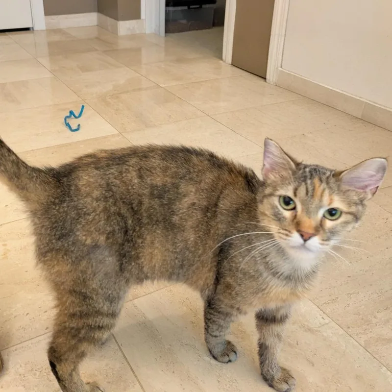 An adult medium-sized female Black Domestic Short Hair cat named LuAnn Meet me at for adoption in Buffalo, MN