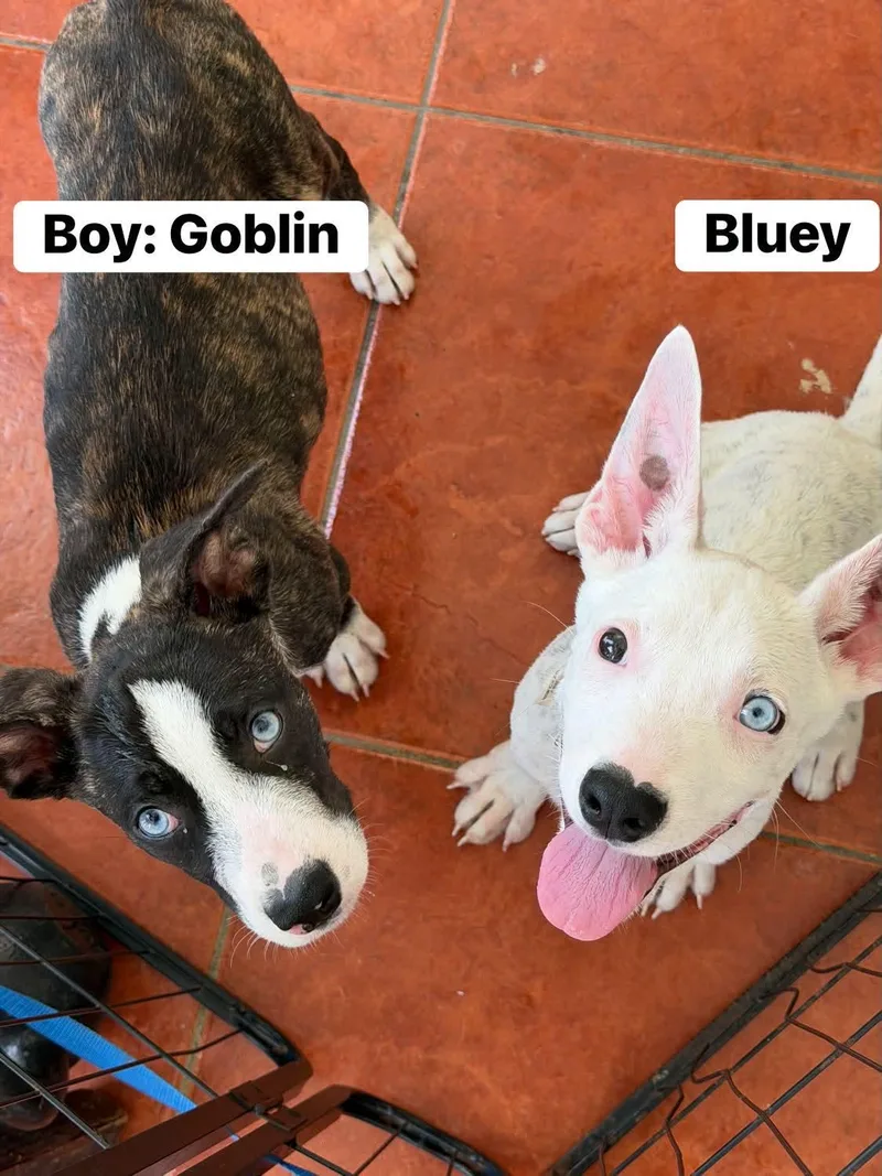 A baby medium-sized male Mixed Breed dog named Goblin for adoption in Rincon, PR