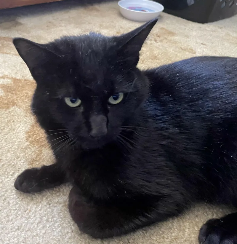 An adult medium-sized male Black Domestic Short Hair cat named Coal for adoption in Bear, DE