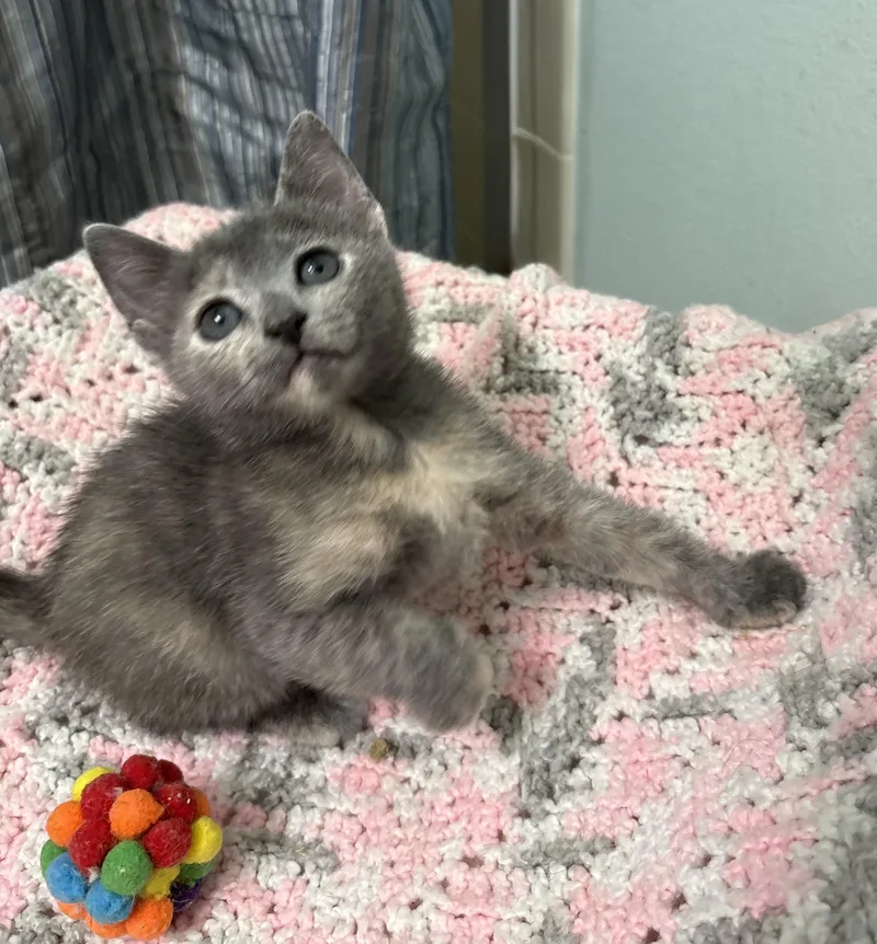 A baby medium-sized female Dilute Tortoiseshell cat named Misty for adoption in Brooksville, FL