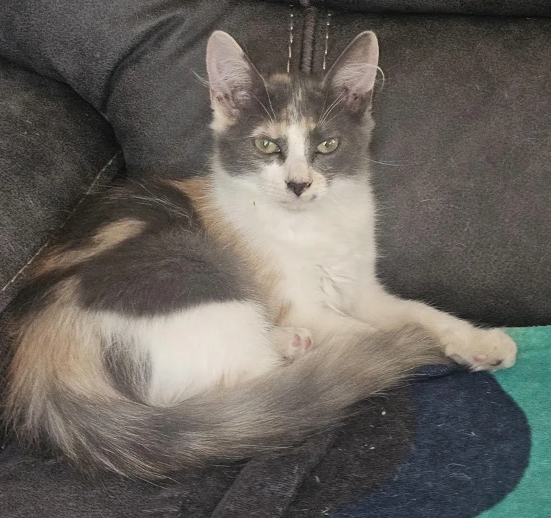 A baby medium-sized female Dilute Calico cat named Dusty for adoption in Oakley, CA