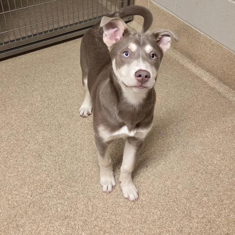 A young medium-sized female Husky dog named RayRay for adoption in Bristol, IN