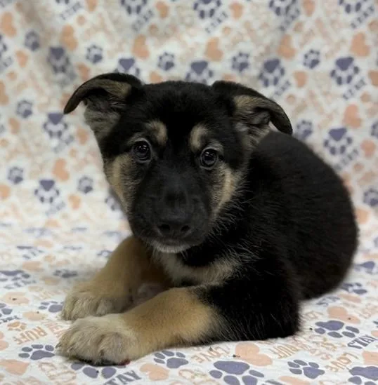 A baby medium-sized female Bicolor German Shepherd Dog dog named Yuri for adoption in Mount Carroll, IL