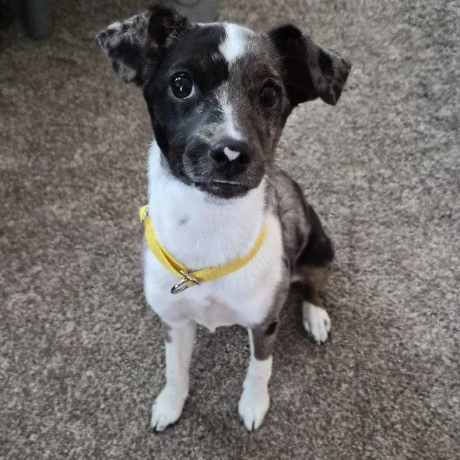 Mollie Mae thumbnail 2