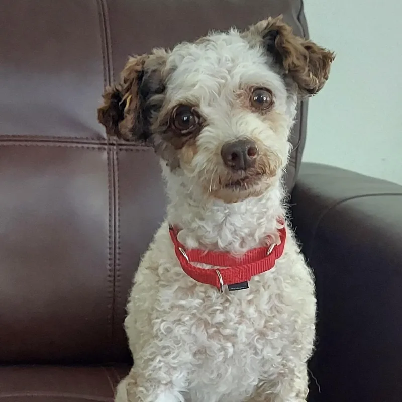 An adult small-sized male Yellow / Tan / Blond / Fawn Poodle (Toy) dog named Frenchie for adoption in Pelham, NH