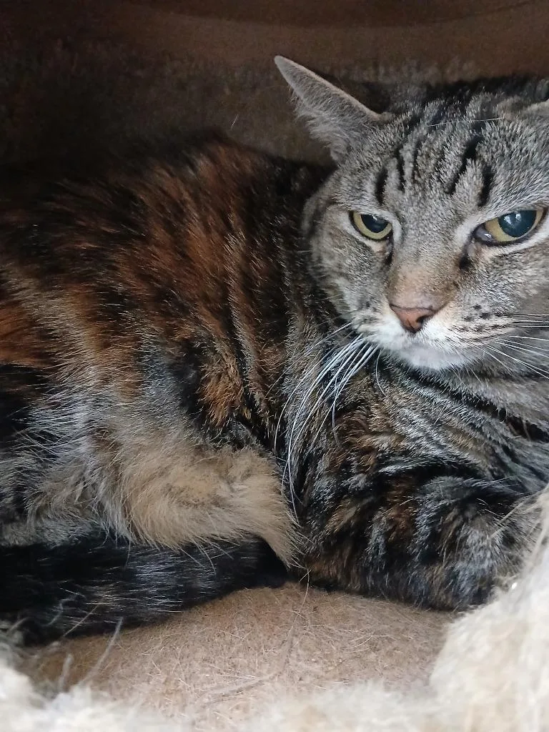 An adult large-sized female Domestic Short Hair cat named Pepper for adoption in Fort Worth, TX