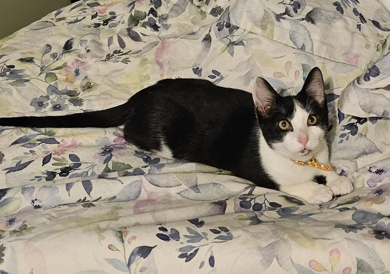 A baby small-sized male Black Domestic Short Hair cat named Mordecai for adoption in Newport, KY