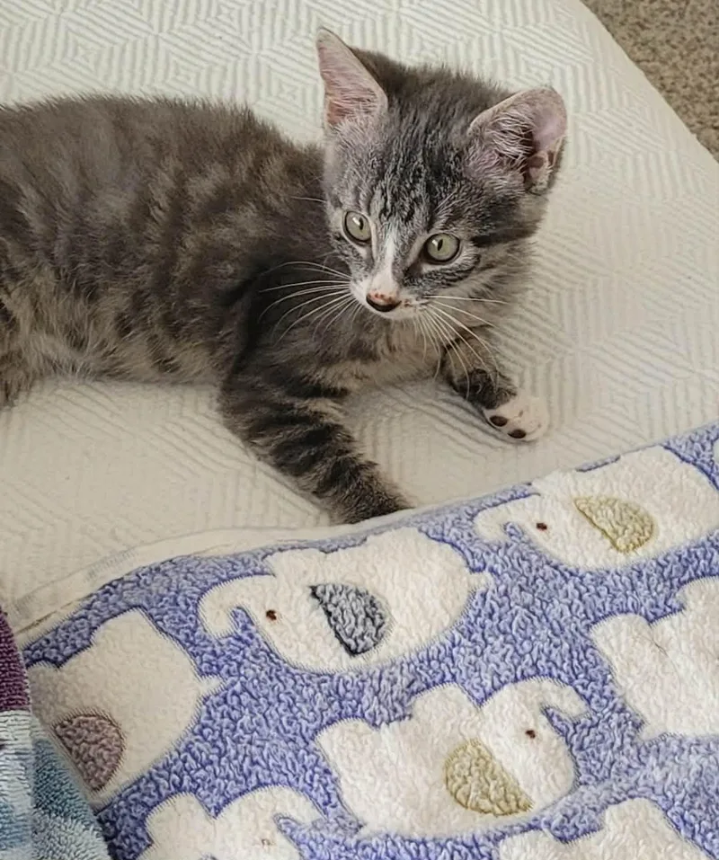 A baby medium-sized female Domestic Short Hair cat named Stormie for adoption in Jacksonville, FL