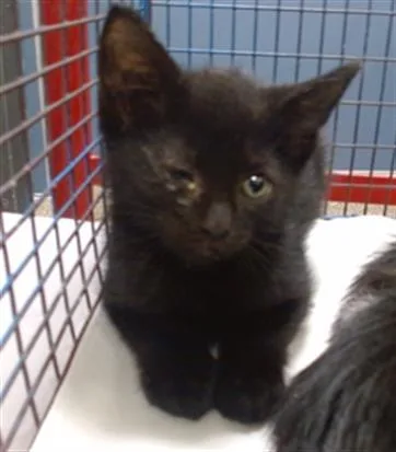 A baby small-sized male Domestic Short Hair cat named Kevin for adoption in Miami, FL