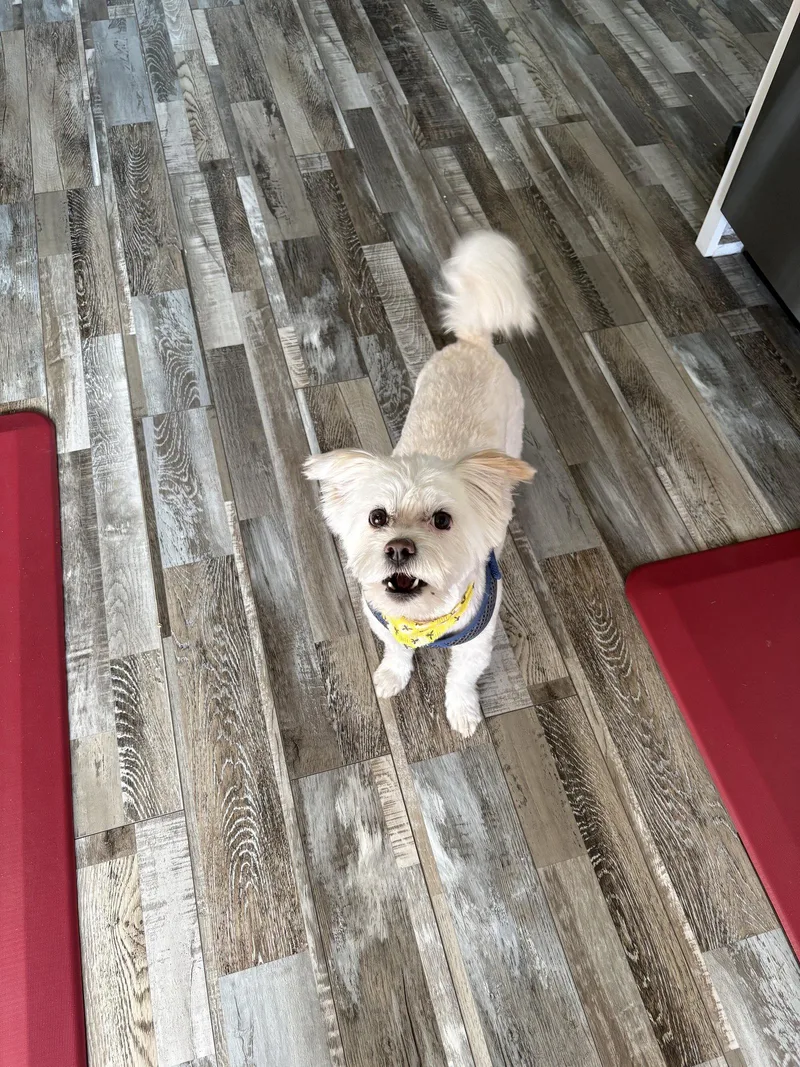 Finnley