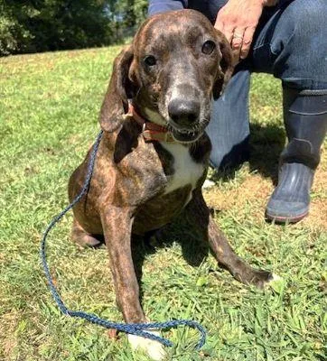An adult medium-sized female Plott Hound dog named Girlie for adoption in Philippi, WV