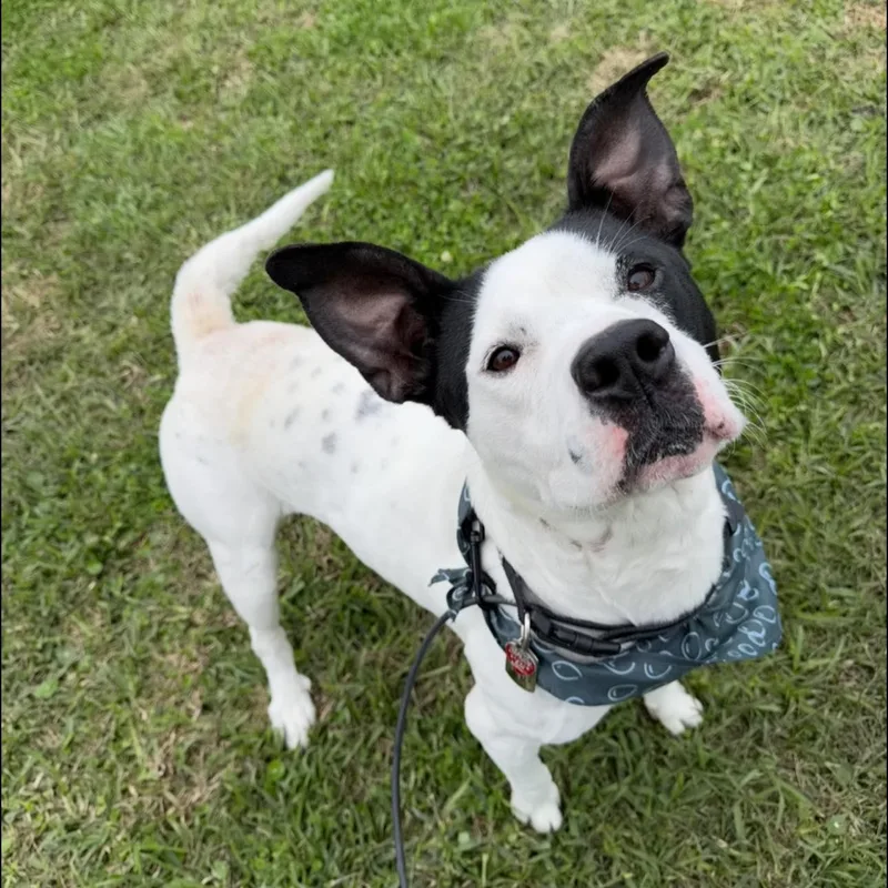 A young medium-sized male Black American Staffordshire Terrier dog named Crush for adoption in Jefferson , LA