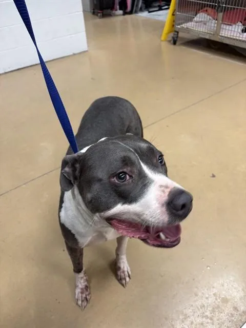 An adult medium-sized male Pit Bull Terrier dog named Chase for adoption in Minneapolis, MN