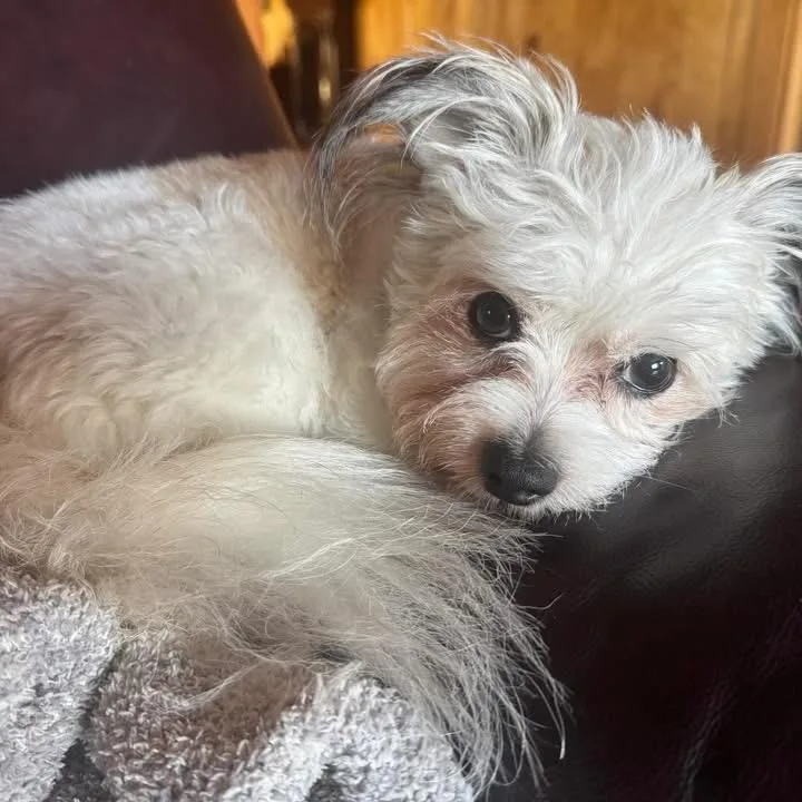 A senior small-sized male White / Cream Mixed Breed dog named Boo Boo for adoption in Fredericksburg, VA