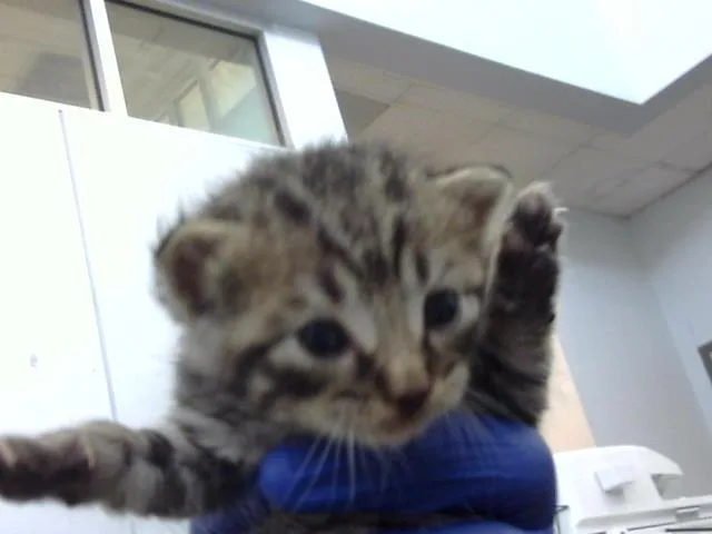 A baby medium-sized male Domestic Medium Hair cat named Egypt for adoption in Dallas, TX