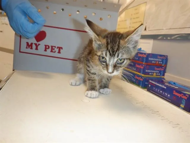 A baby small-sized female Domestic Short Hair cat named Beaver for adoption in San Jose, CA