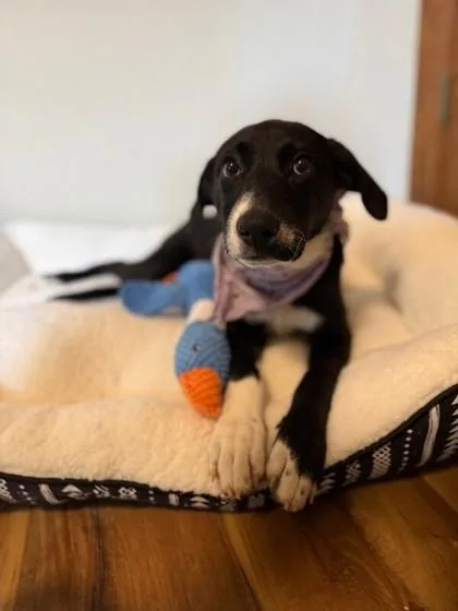 A baby medium-sized female Mixed Breed dog named Dottie for adoption in Cincinnati, OH