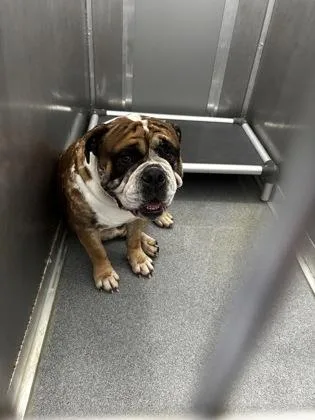 An adult medium-sized male Mixed Breed dog named Gizmo for adoption in West Chester, PA