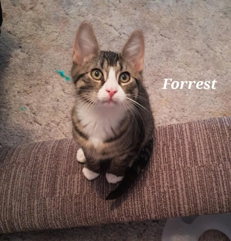 A baby small-sized male Black & White / Tuxedo Domestic Short Hair cat named Forrest for adoption in Vancouver, WA