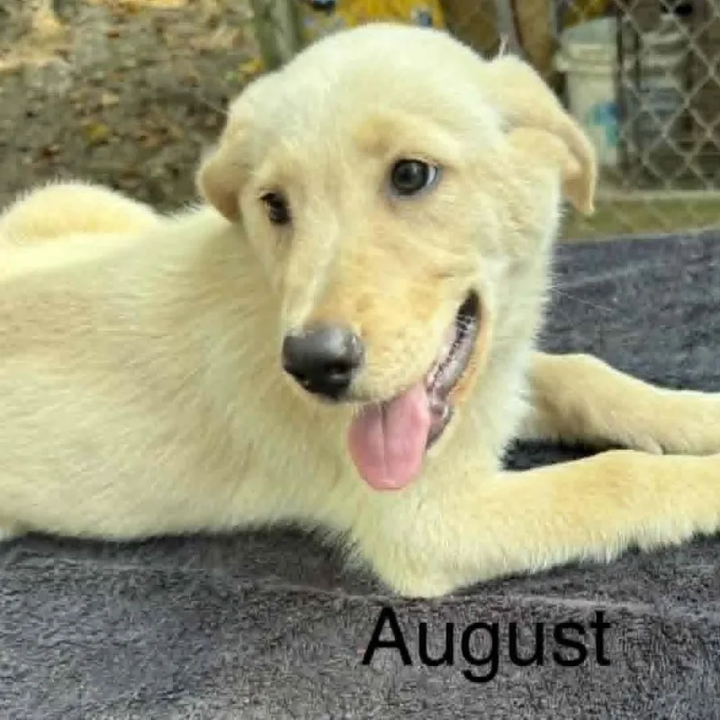 A baby medium-sized male Yellow / Tan / Blond / Fawn Mixed Breed dog named August for adoption in Alexandria, VA