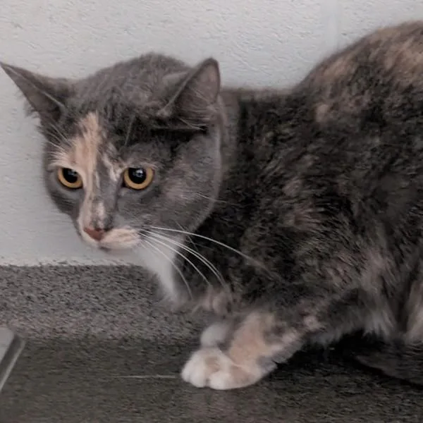 A young medium-sized female Domestic Short Hair cat named Iris โ Bonded Buddy for adoption in Des Moines, IA