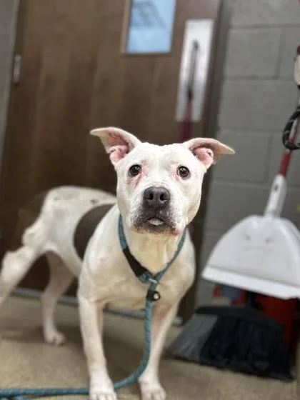 An adult large-sized female Mixed Breed dog named Doe for adoption in Munster, IN