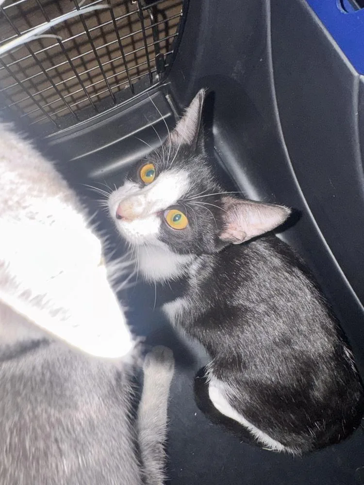 A baby small-sized male Domestic Short Hair cat named Leonard for adoption in Plumerville, AR