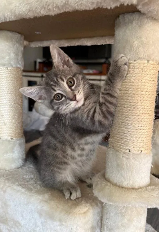 A young medium-sized female Tabby cat named Almond for adoption in Knoxville, TN