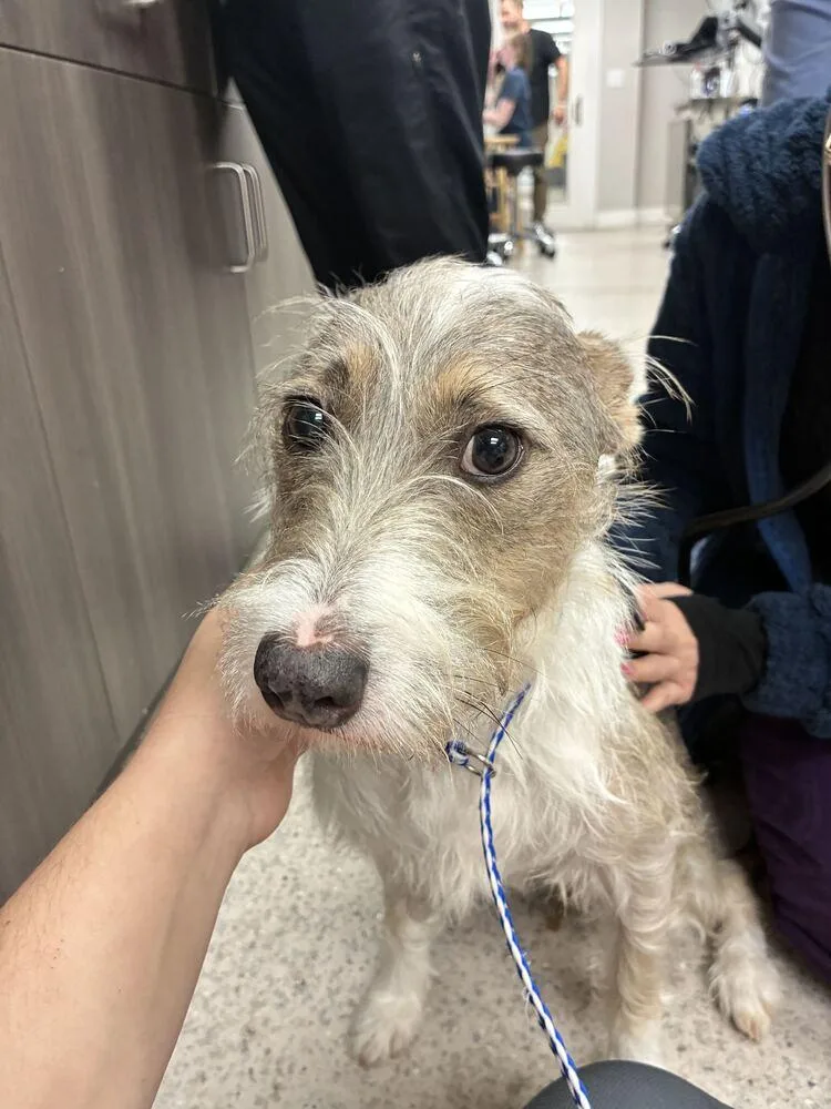 A young medium-sized female Jack Russell Terrier dog named Cricket for adoption in Marietta, GA