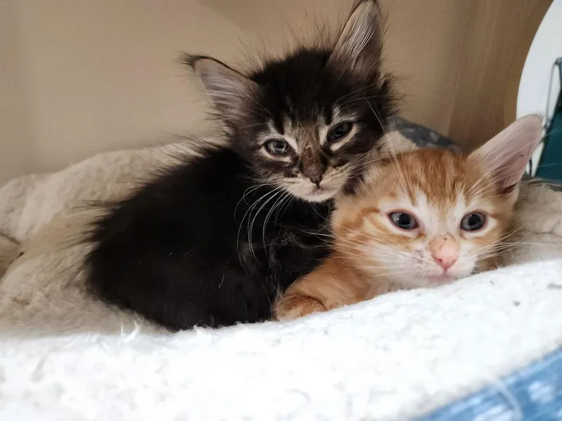 A baby small-sized male Black & White / Tuxedo Domestic Medium Hair cat named Blake for adoption in Wheaton, IL
