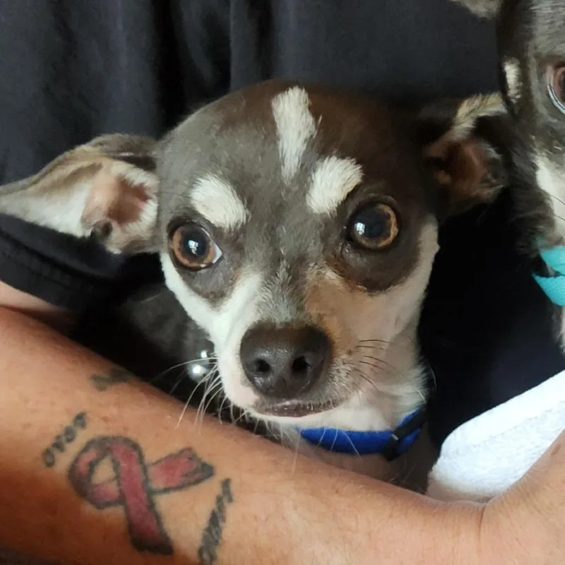 An adult small-sized male Black Chihuahua dog named Grenadine C for adoption in Oklahoma City, OK